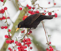 Common Blackbird