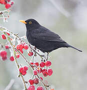 Common Blackbird