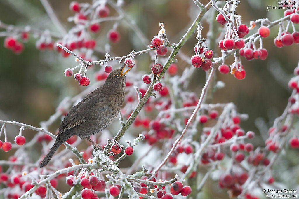 Common Blackbird female adult breeding, identification, eats