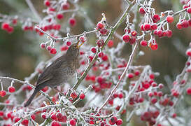 Common Blackbird