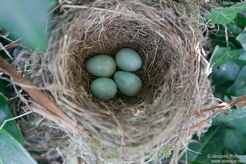 Common Blackbird, Reproduction-nesting