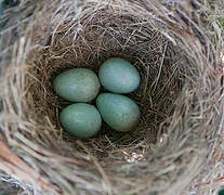 Common Blackbird