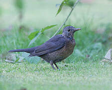 Common Blackbird