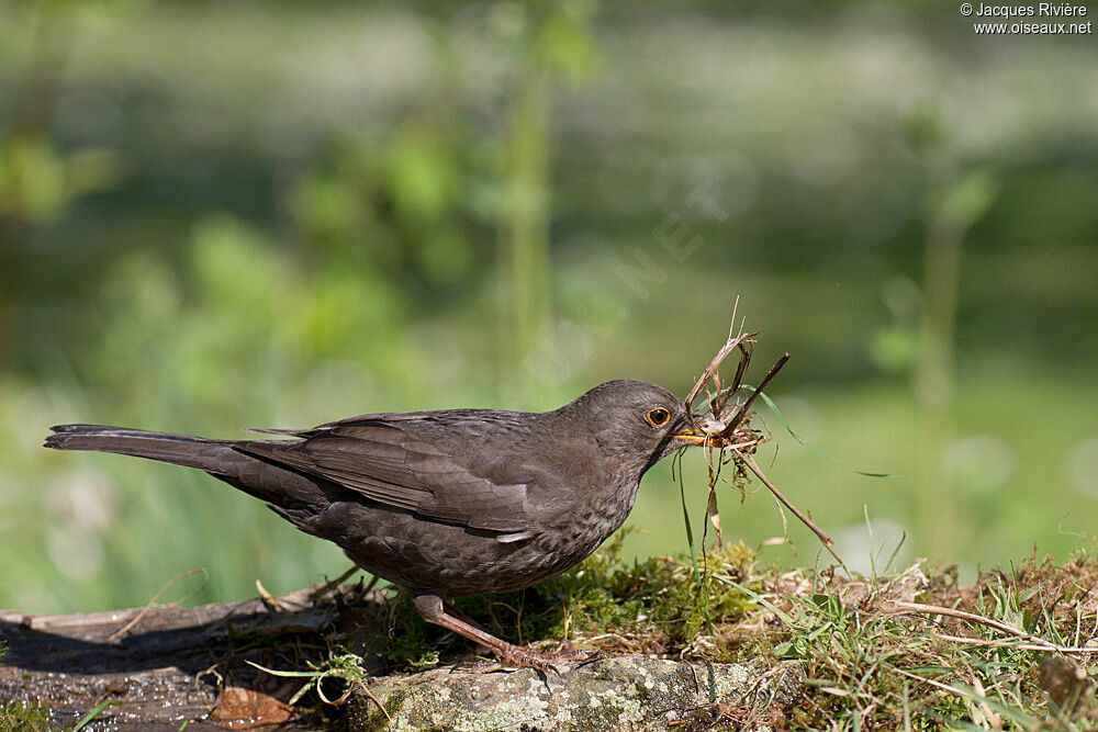 Common Blackbird female adult breeding, Reproduction-nesting