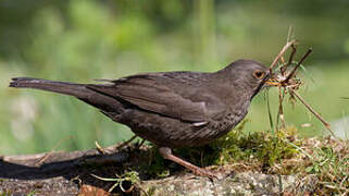 Common Blackbird