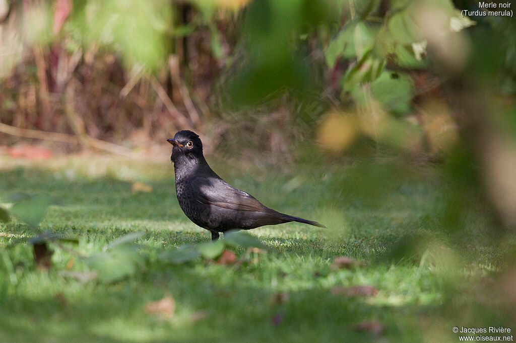 Merle noir mâle 1ère année, identification