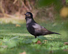 Common Blackbird