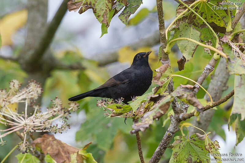Common Blackbird male First year, identification