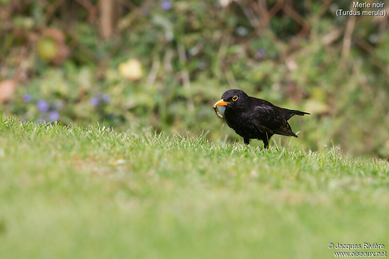Common Blackbird male adult breeding, identification, eats, Reproduction-nesting