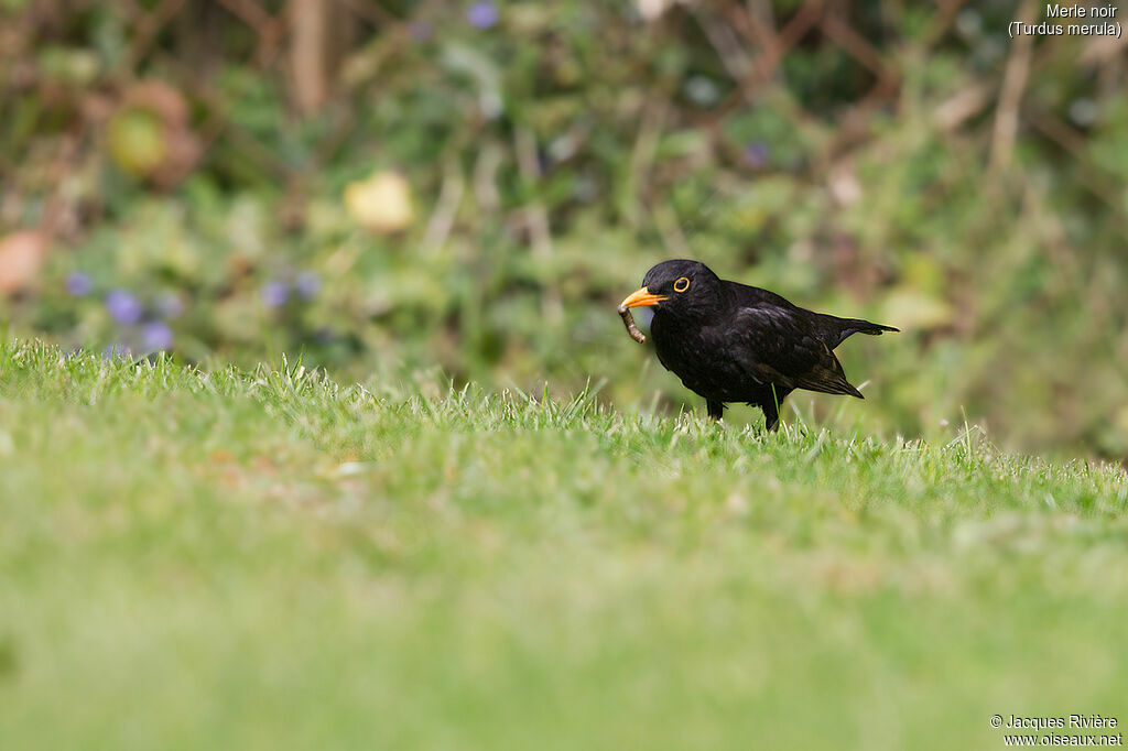 Merle noir mâle adulte nuptial, identification, mange, Nidification