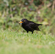 Common Blackbird