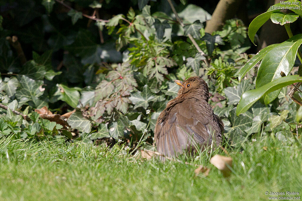 Common Blackbird female adult breeding, identification