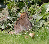 Common Blackbird