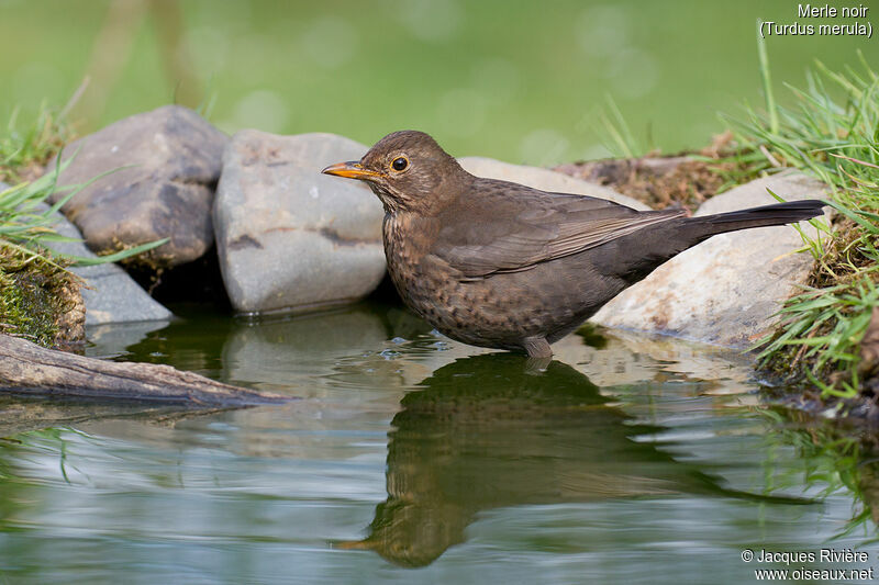 Common Blackbird female adult breeding, identification, drinks
