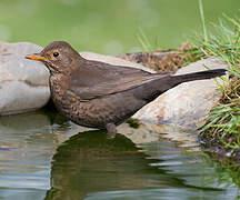 Common Blackbird