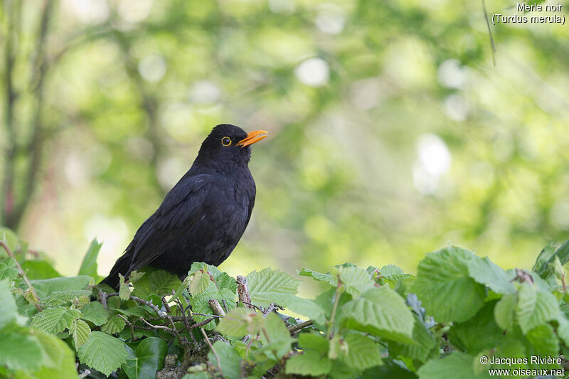 Common Blackbird male adult breeding, identification, song