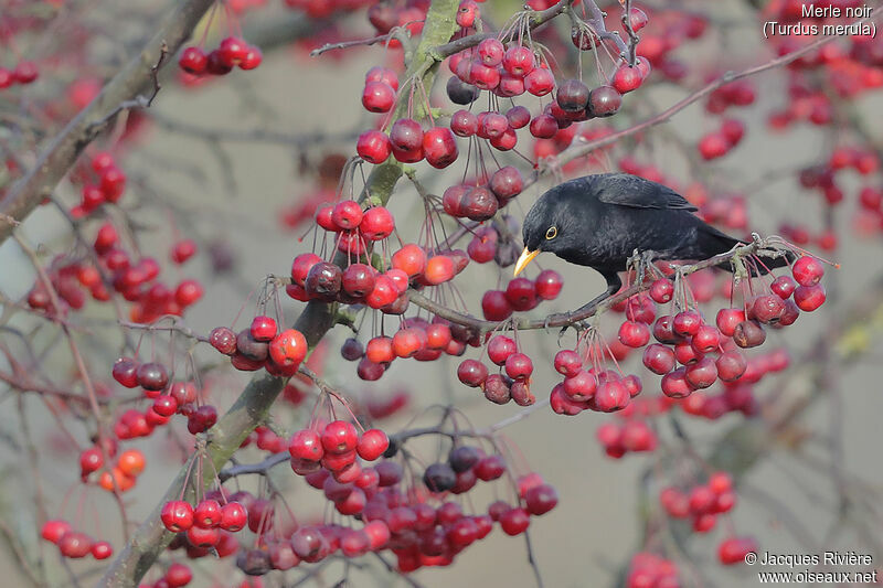 Common Blackbird male adult, identification, eats