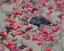 Common Blackbird