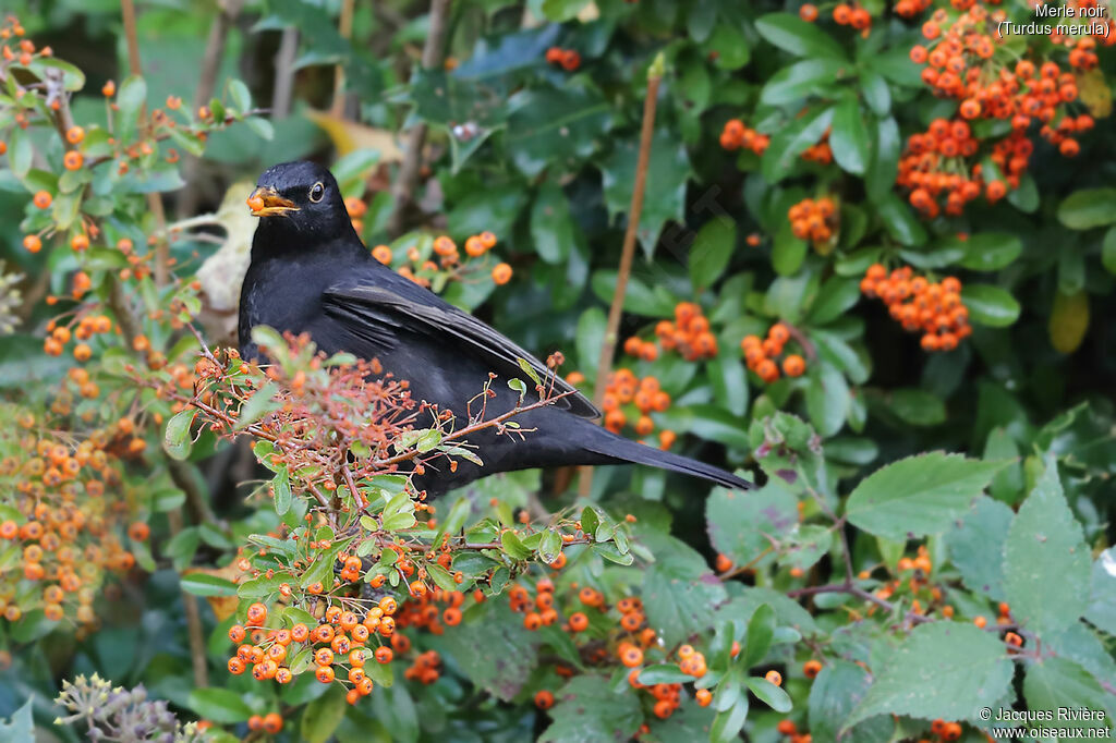 Common Blackbird male adult, identification, eats