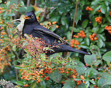 Common Blackbird