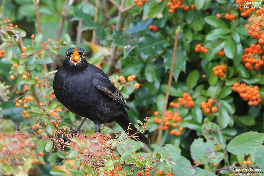 Common Blackbird male adult, identification, eats