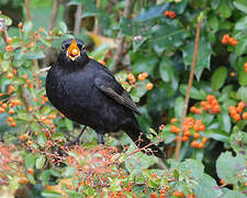 Common Blackbird