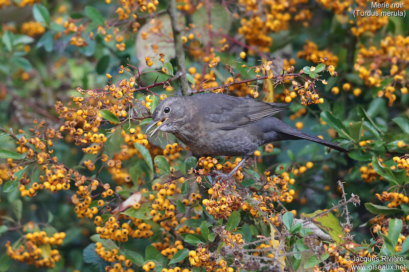 Common Blackbird female adult, eats