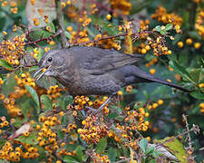 Common Blackbird