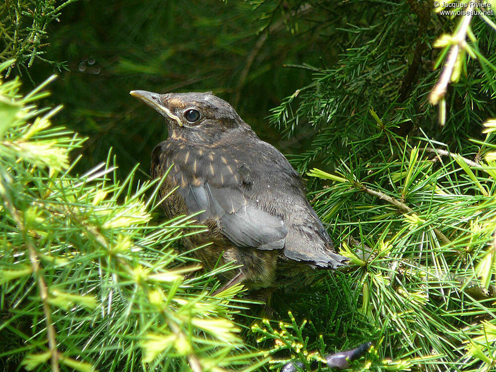 Common Blackbirdjuvenile