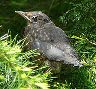 Common Blackbird