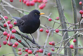 Common Blackbird