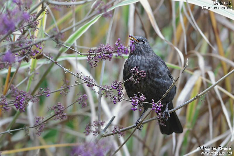 Common Blackbird female adult, identification, eats