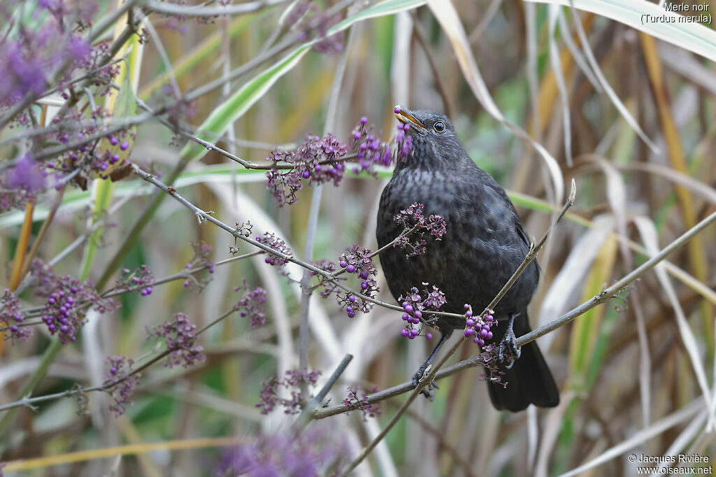 Common Blackbird female adult, identification, eats