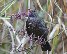 Common Blackbird