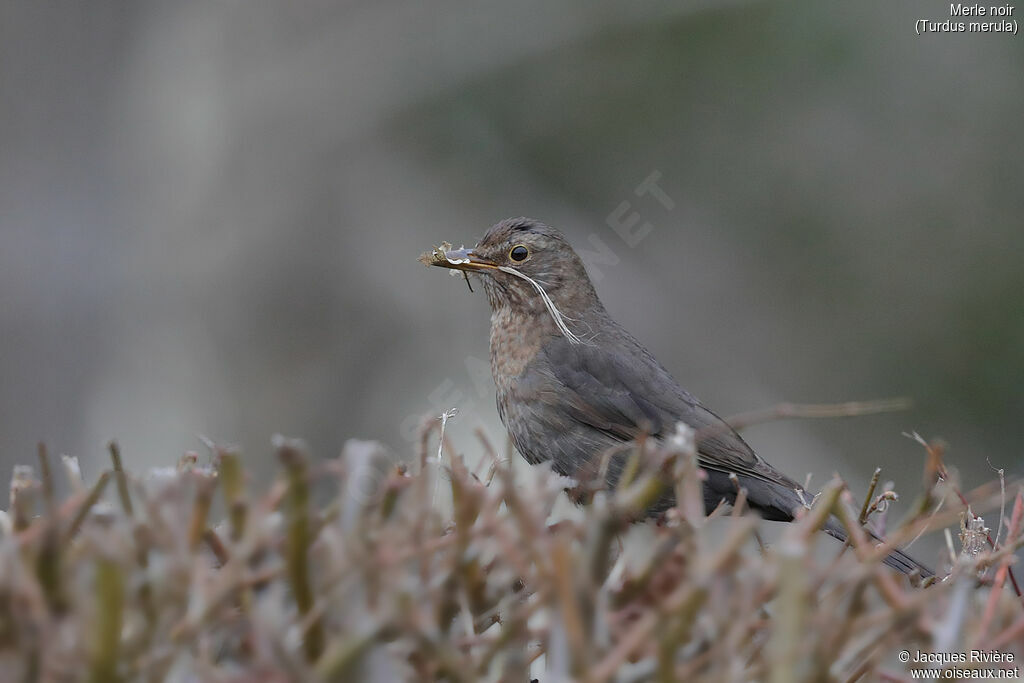 Common Blackbird female adult, Reproduction-nesting