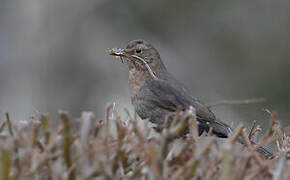 Common Blackbird