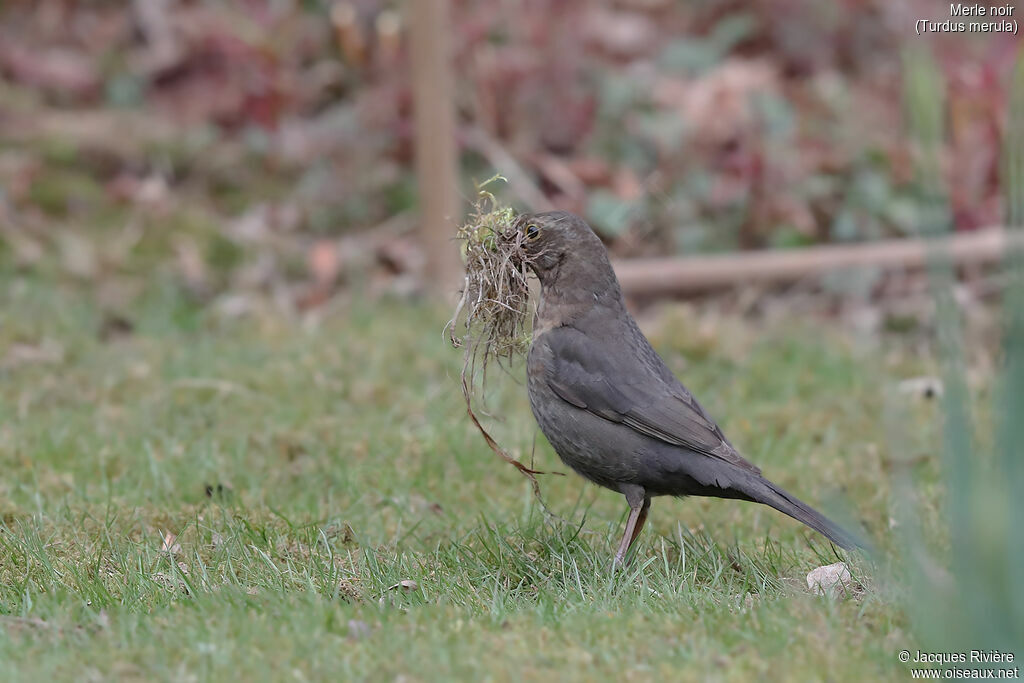 Common Blackbird female adult breeding, identification, Reproduction-nesting