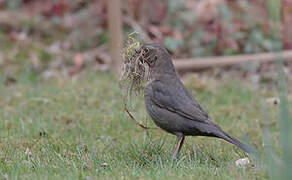 Common Blackbird