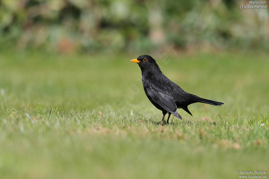 Common Blackbird male adult breeding, identification, walking