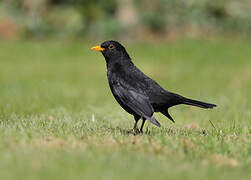 Common Blackbird