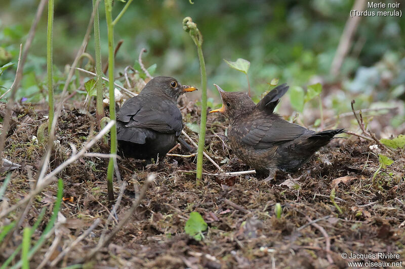 Common Blackbird female, identification, eats