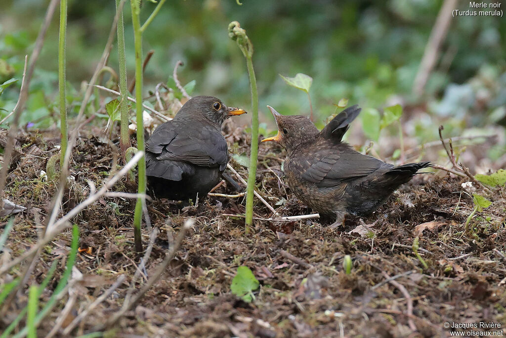 Common Blackbird female, identification, eats