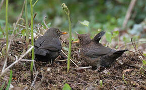 Common Blackbird