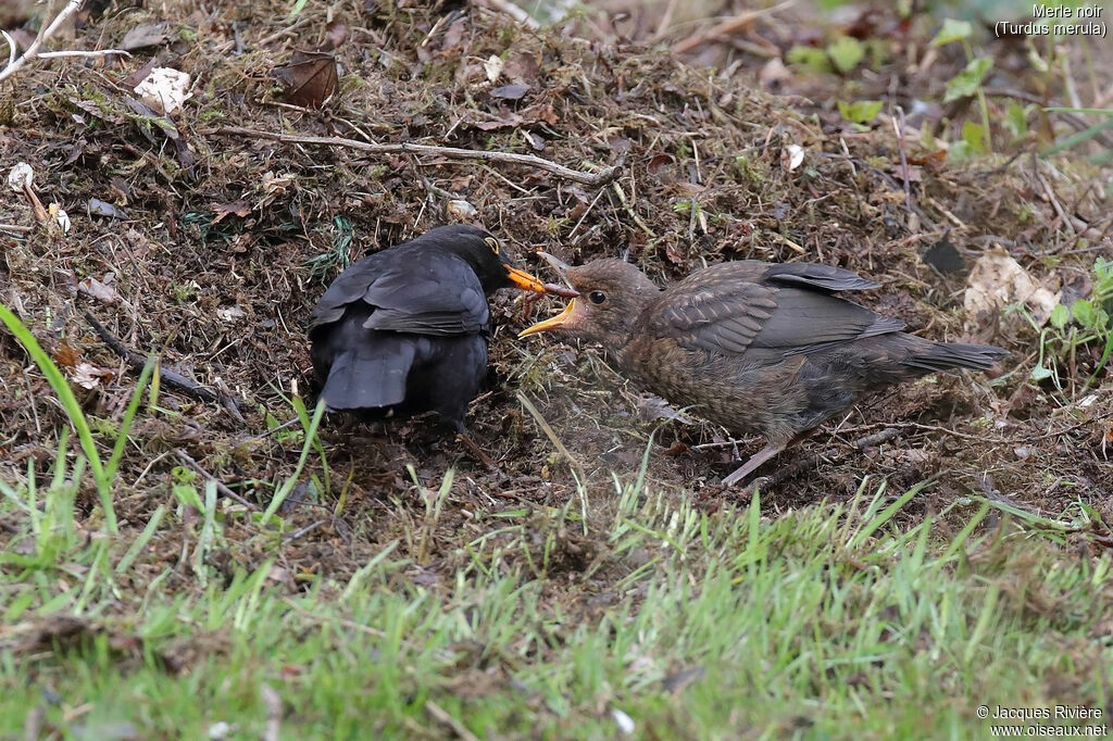 Merle noir mâle, identification, mange