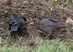 Common Blackbird