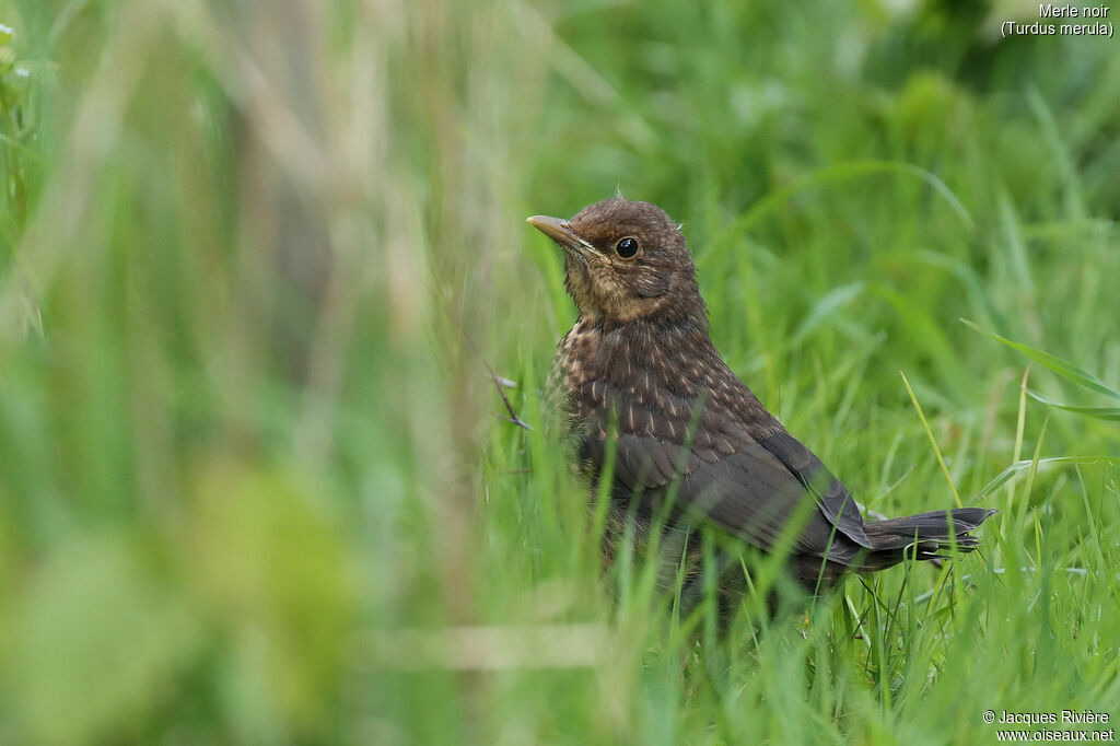 Common Blackbirdimmature, identification