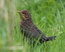 Common Blackbird