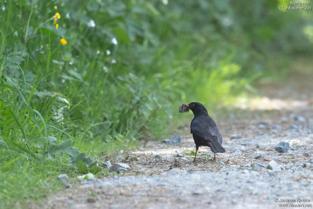 Merle noir mâle adulte nuptial, identification, mange