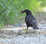 Common Blackbird