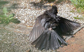 Common Blackbird